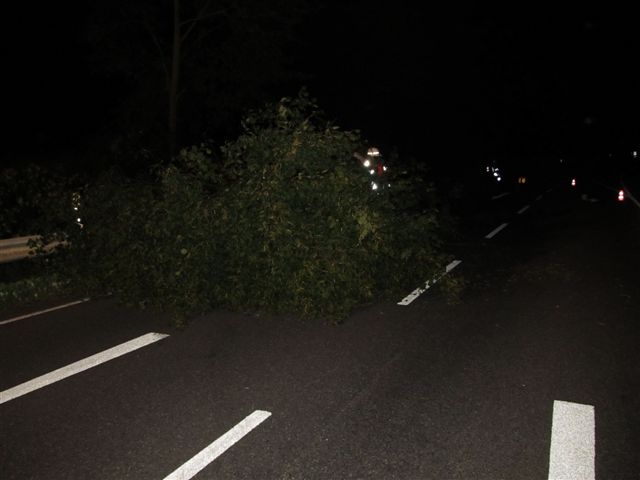 Baum auf Straße