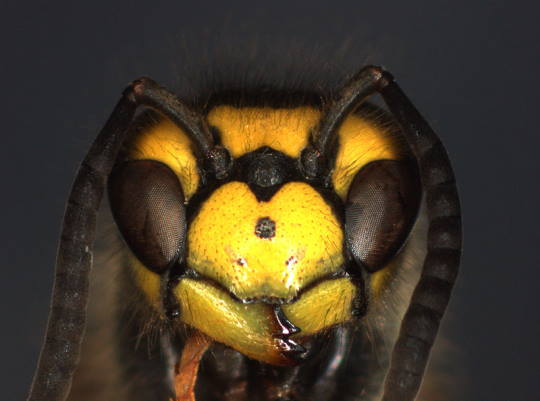 Vespula vulgaris