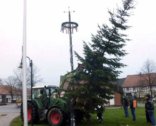 Der neue Weihnachtsbaum auf dem Dorfplatz im Jahre 2013
